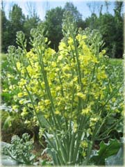 Kalafior zielony, brokuł, kapusta warzywna